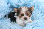 Biewer Terrier Puppy