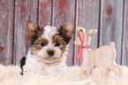 Biewer Terrier Puppy
