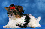 young Biewer Terrier