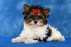young Biewer Terrier