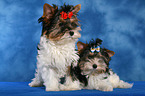 young Biewer Terrier