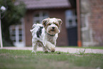 Biewer Terrier in summer