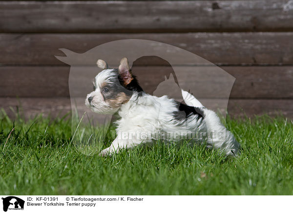 Biewer Yorkshire Terrier puppy / KF-01391