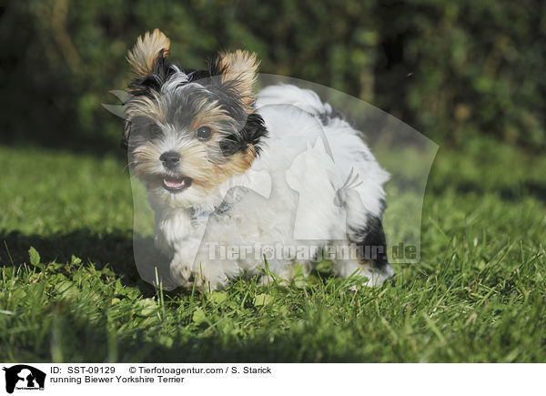 running Biewer Yorkshire Terrier / SST-09129