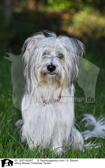 sitting Biewer Yorkshire Terrier / SST-09267