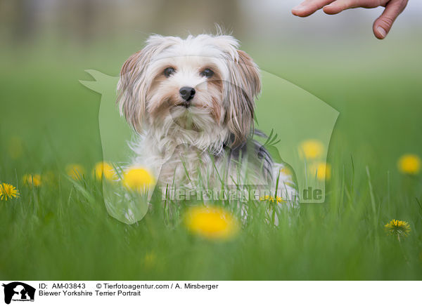 Biewer Yorkshire Terrier Portrait / AM-03843