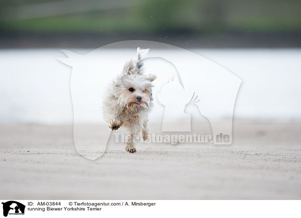 running Biewer Yorkshire Terrier / AM-03844