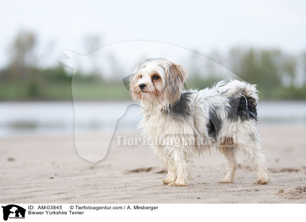 Biewer Yorkshire Terrier / AM-03845