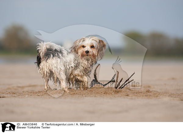 Biewer Yorkshire Terrier / AM-03846