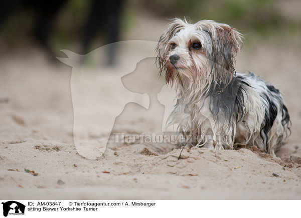 sitting Biewer Yorkshire Terrier / AM-03847