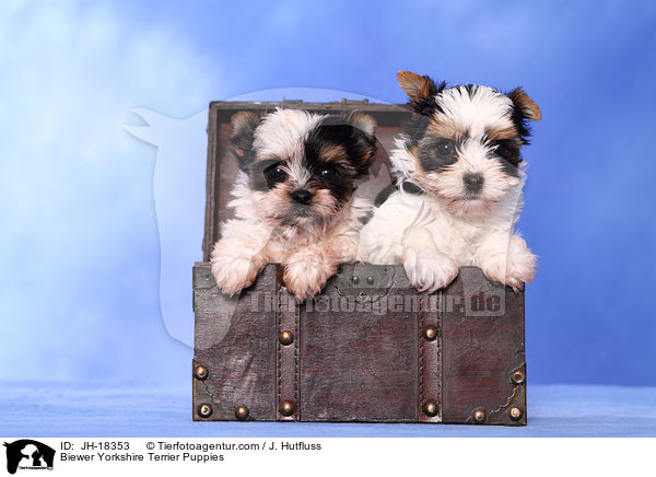 Biewer Yorkshire Terrier Puppies / JH-18353