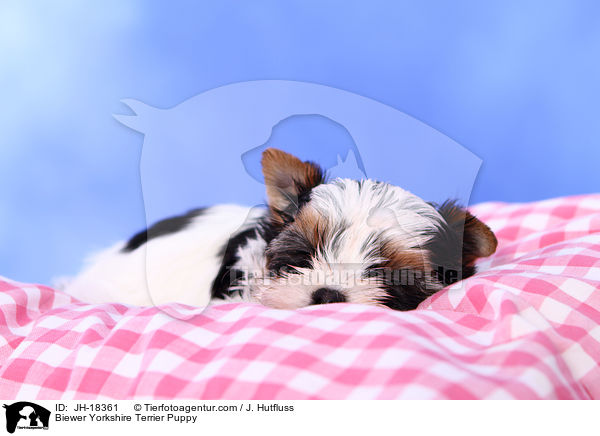Biewer Yorkshire Terrier Welpe / Biewer Yorkshire Terrier Puppy / JH-18361