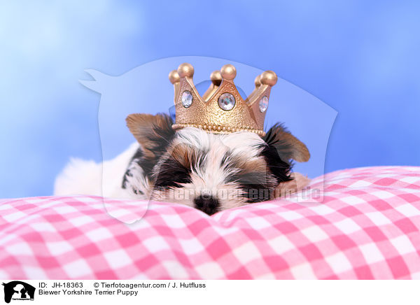 Biewer Yorkshire Terrier Puppy / JH-18363