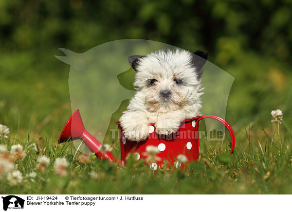 Biewer Yorkshire Terrier puppy / JH-19424