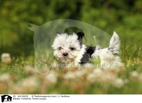 Biewer Yorkshire Terrier puppy / JH-19425