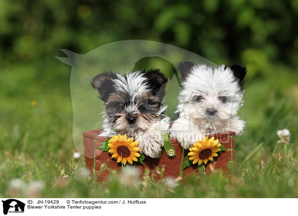 Biewer Yorkshire Terrier puppies / JH-19429