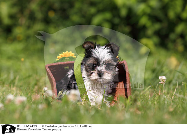 Biewer Yorkshire Terrier puppy / JH-19433