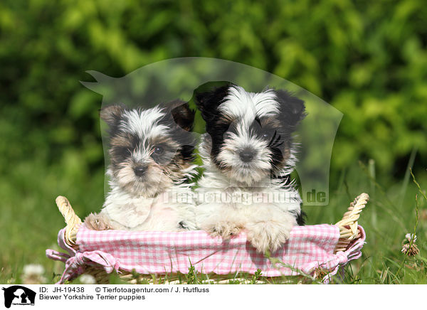 Biewer Yorkshire Terrier puppies / JH-19438