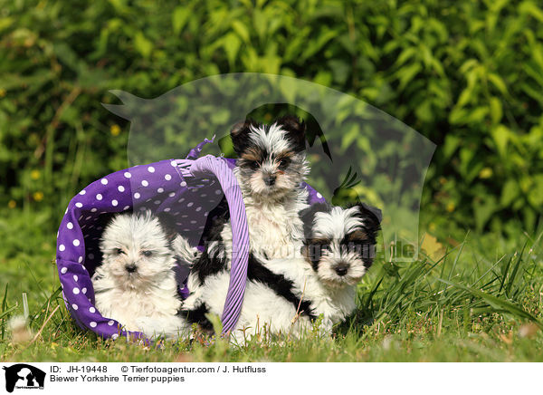 Biewer Yorkshire Terrier puppies / JH-19448