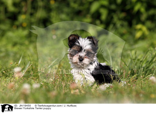 Biewer Yorkshire Terrier puppy / JH-19450