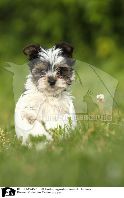 Biewer Yorkshire Terrier puppy / JH-19457