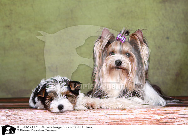 2 Biewer Yorkshire Terriers / JH-19477