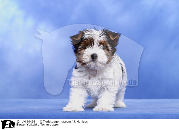 Biewer Yorkshire Terrier puppy / JH-19493
