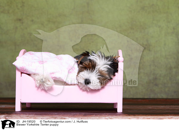 Biewer Yorkshire Terrier puppy / JH-19520