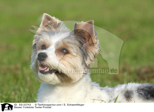 Biewer Yorkshire Terrier Portrait / SS-33743