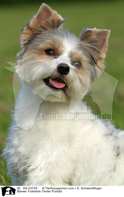 Biewer Yorkshire Terrier Portrait / SS-33745