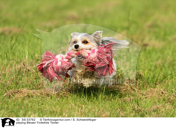playing Biewer Yorkshire Terrier / SS-33762