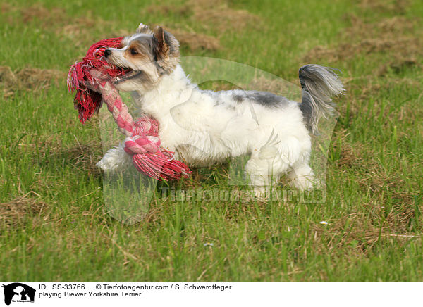 playing Biewer Yorkshire Terrier / SS-33766