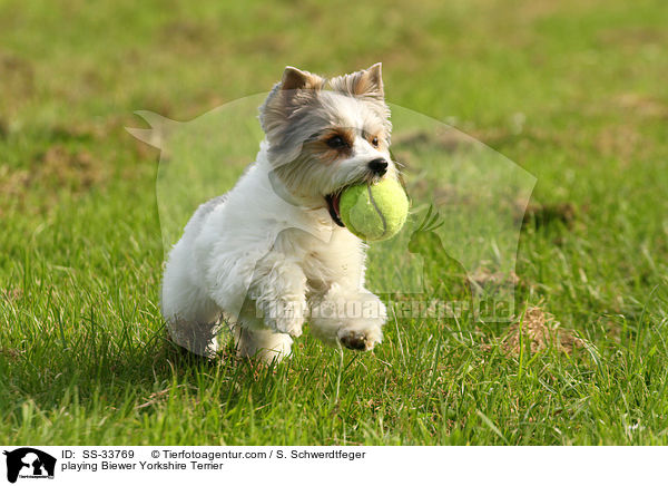 playing Biewer Yorkshire Terrier / SS-33769