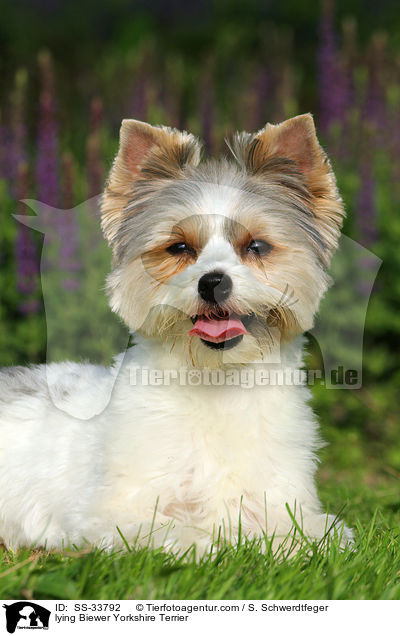 lying Biewer Yorkshire Terrier / SS-33792