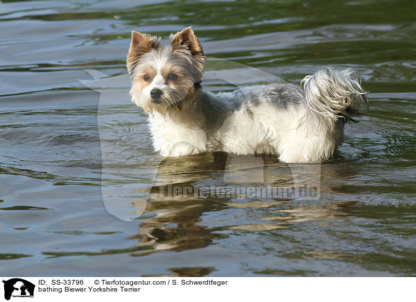 bathing Biewer Yorkshire Terrier / SS-33796