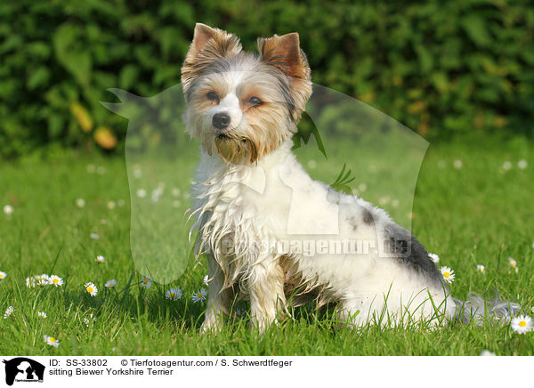 sitting Biewer Yorkshire Terrier / SS-33802