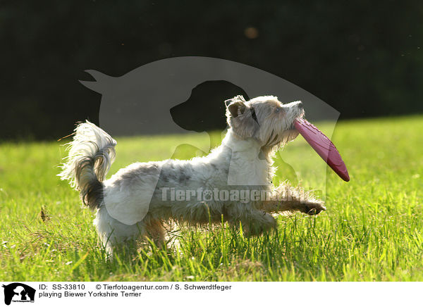 playing Biewer Yorkshire Terrier / SS-33810