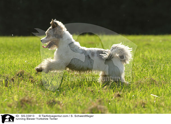 running Biewer Yorkshire Terrier / SS-33813