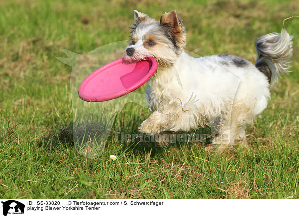 playing Biewer Yorkshire Terrier / SS-33820