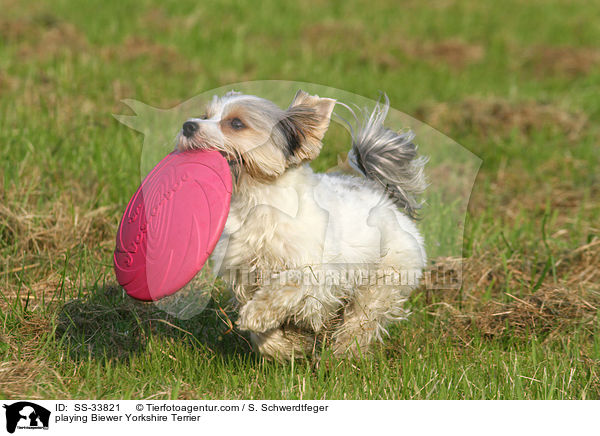 playing Biewer Yorkshire Terrier / SS-33821