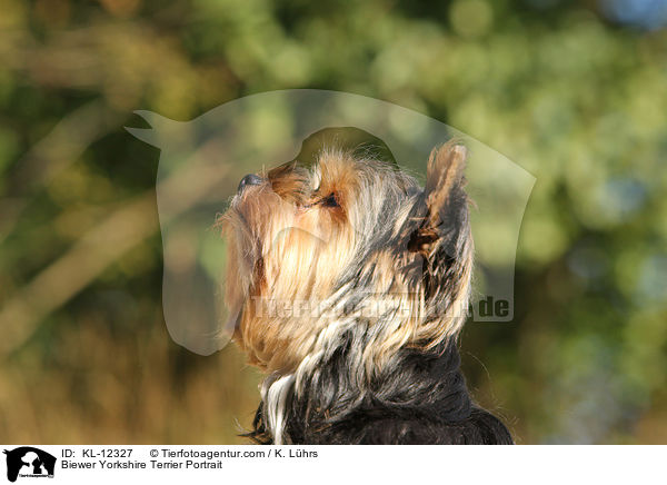 Biewer Yorkshire Terrier Portrait / KL-12327