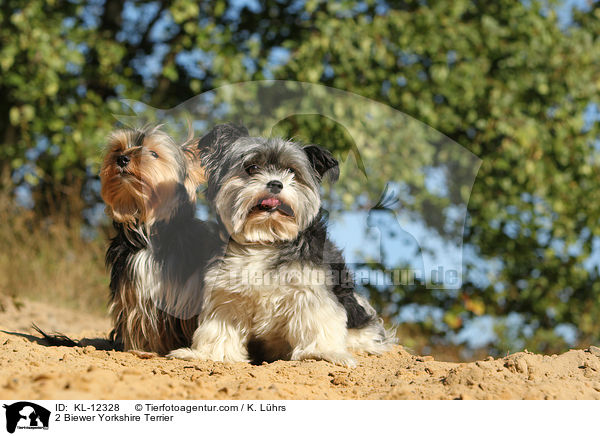 2 Biewer Yorkshire Terrier / KL-12328