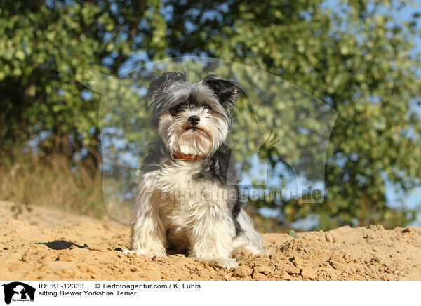 sitting Biewer Yorkshire Terrier / KL-12333