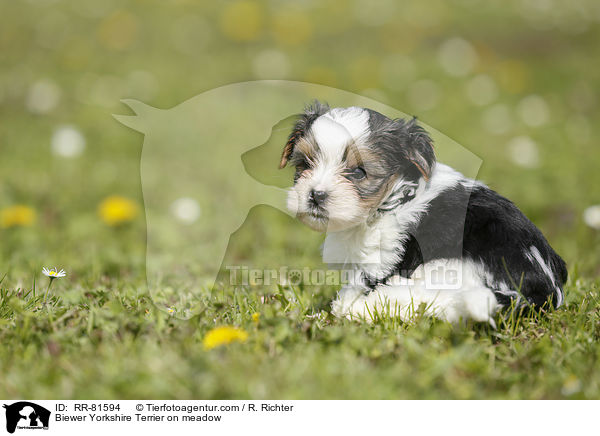 Biewer Yorkshire Terrier auf der Wiese / Biewer Yorkshire Terrier on meadow / RR-81594
