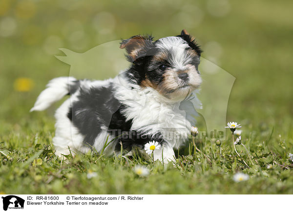 Biewer Yorkshire Terrier on meadow / RR-81600
