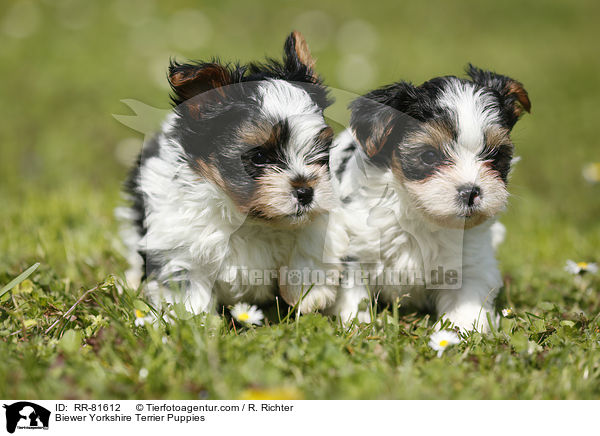 Biewer Yorkshire Terrier Puppies / RR-81612