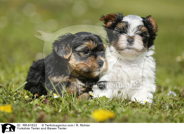 Yorkshire Terrier and Biewer Terrier / RR-81623