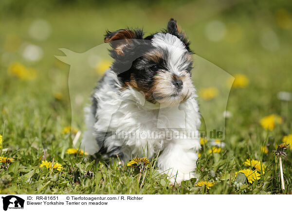 Biewer Yorkshire Terrier on meadow / RR-81651
