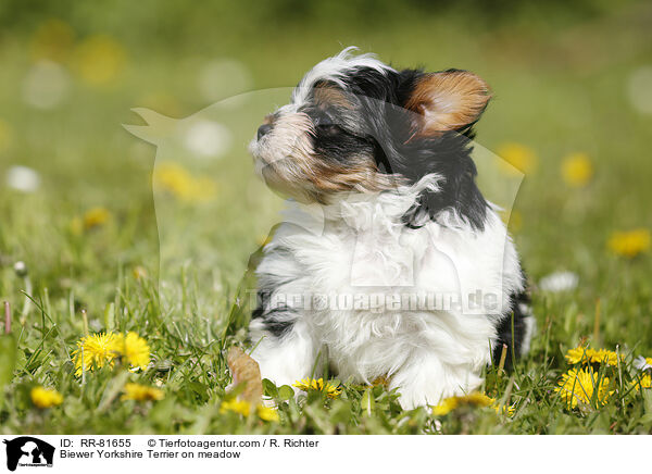 Biewer Yorkshire Terrier auf der Wiese / Biewer Yorkshire Terrier on meadow / RR-81655