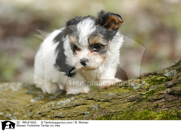 Biewer Yorkshire Terrier on tree / RR-81683